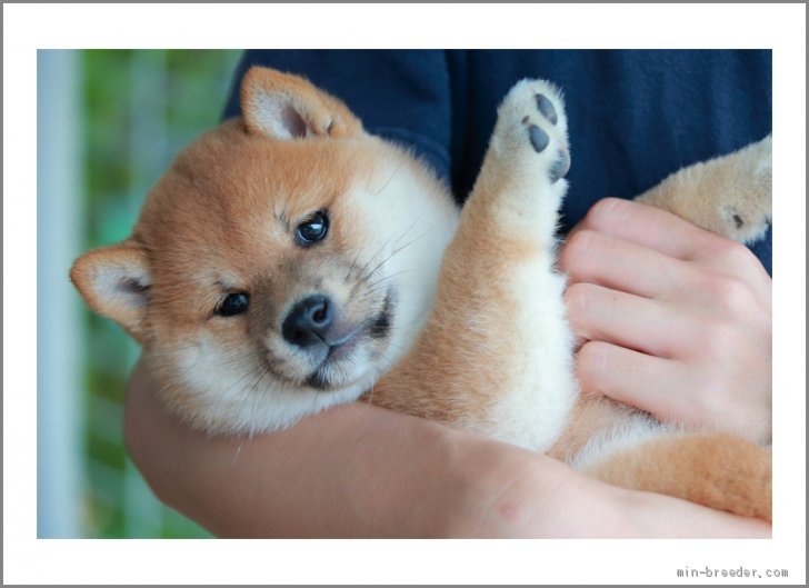 柴犬 山口県 女の子 年4月30日 赤 明るい毛色でムッチムチな可愛い赤柴の女の子 みんなのブリーダー 子犬id 06