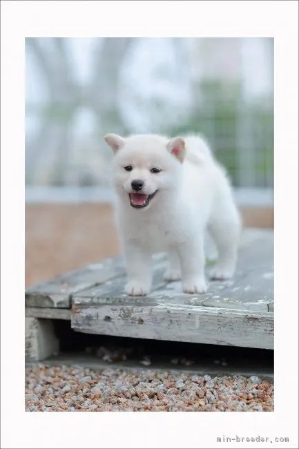 柴犬(標準サイズ)【山口県・女の子・2018年5月20日・白】の写真1