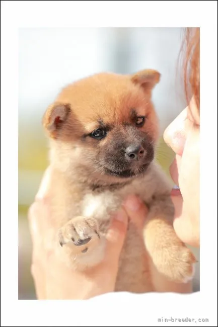 柴犬(標準サイズ)【山口県・女の子・2021年9月13日・赤】の写真1