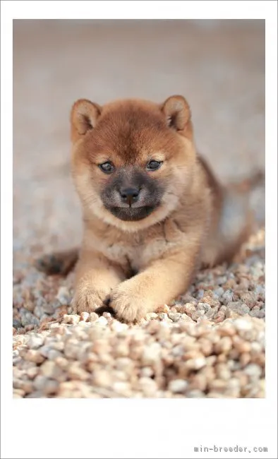 柴犬(標準サイズ)【山口県・女の子・2019年1月19日・赤】の写真1