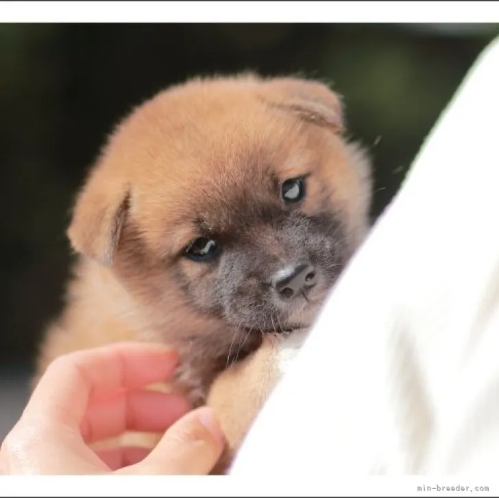 柴犬(標準サイズ)【山口県・女の子・2023年9月11日・赤】の写真1