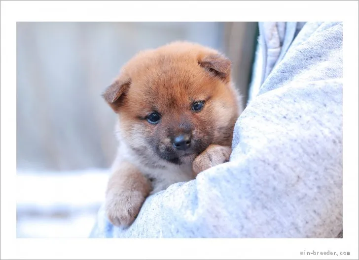 柴犬(標準サイズ)【山口県・女の子・2021年1月12日・赤】の写真1