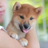 柴犬(標準サイズ)【山口県・女の子・2023年6月22日・赤】の写真1