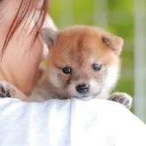 柴犬(標準サイズ)【山口県・女の子・2023年8月10日・赤】の写真1