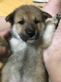 四国犬のブリーダーを探す みんなのブリーダー