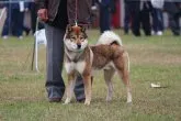 四国犬【東京都・男の子・2017年12月29日・黒胡麻】の写真2「父：吉秀」