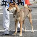 四国犬【東京都・男の子・2017年12月29日・黒胡麻】の写真3「母：多摩鞆秋姫」