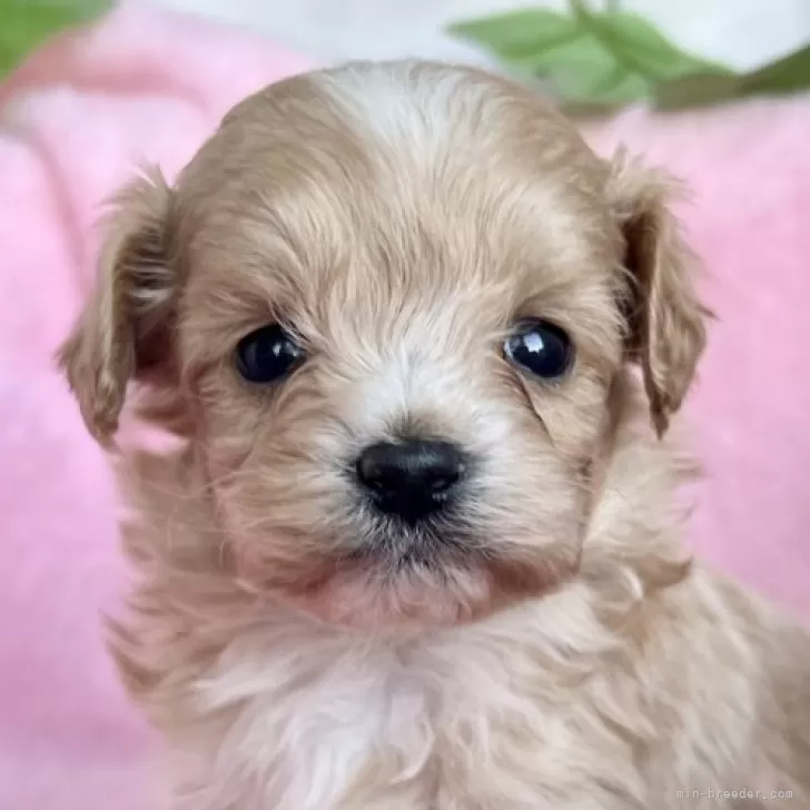 はぴ 様のお迎えした子犬