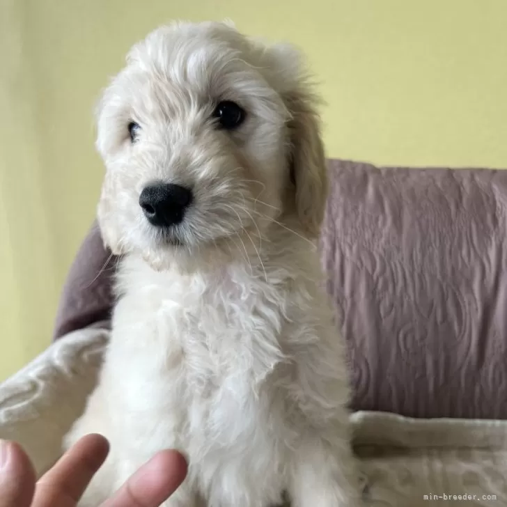 はなこ 様のお迎えした子犬