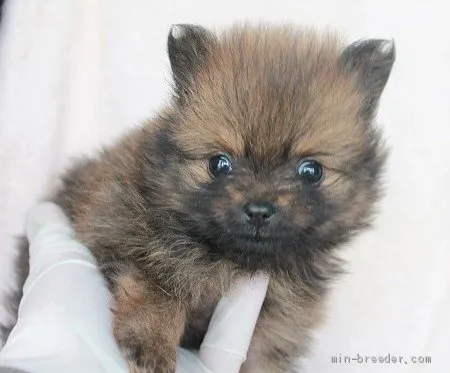 花にゃんこ 様のお迎えした子犬