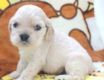 アメリカンコッカースパニエル【茨城県・男の子・2018年1月19日・バフ】の写真「お顔の可愛らしいバフカラーの男の子♪」