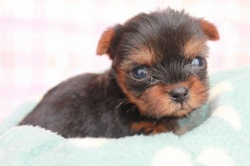 ヨークシャーテリア【茨城県・男の子・2019年11月13日・スチールブルータン】の写真「超小ぶりサイズ！お顔も可愛らしい男の子です」