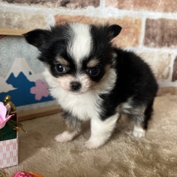 チワワ(ロング)【茨城県・男の子・2022年12月1日・ブラックタンホワイト】の写真「くりくりお目目の身体が小さく、毛色が美しい子です♪」