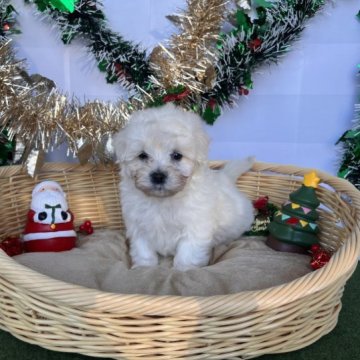 (プードル✖️マルチーズ)【茨城県・男の子・2023年9月10日・クリーム】の写真「すくすく成長中」