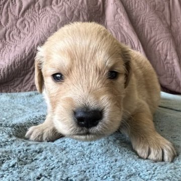 ゴールデンドゥードル【茨城県・女の子・2023年5月9日・ゴールデン】の写真「人気のミックス犬⭐︎ゴールデンドゥードルです！」