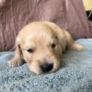 ゴールデンドゥードル【茨城県・男の子・2023年5月9日・ゴールデン】の写真「人気のミックス犬⭐︎ゴールデンドゥードルです！」