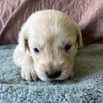 ゴールデンドゥードル【茨城県・男の子・2023年5月9日・クリーム】の写真「人気のミックス犬⭐︎ゴールデンドゥードルです！」