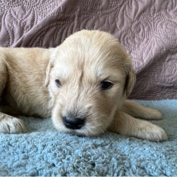 ゴールデンドゥードル【茨城県・女の子・2023年5月9日・ゴールデン】の写真「人気のミックス犬⭐︎ゴールデンドゥードルです！」