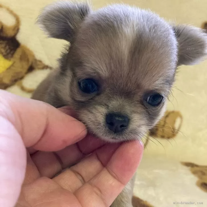 A.N 様のお迎えした子犬