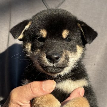 柴犬(標準サイズ)【宮崎県・女の子・2024年10月1日・黒】の写真「超美形の女の子」