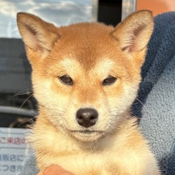 柴犬(標準サイズ)【宮崎県・女の子・2024年10月1日・赤】の写真「穏やかな性格の女の子」