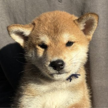 柴犬(標準サイズ)【宮崎県・男の子・2024年10月1日・赤】の写真「凛々しい男の子」