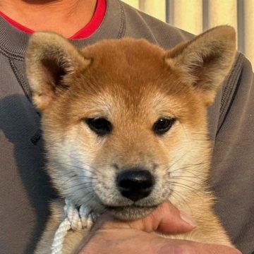 柴犬(標準サイズ)【宮崎県・女の子・2024年8月24日・胡麻】の写真「九州連合展　幼稚犬賞受賞！」