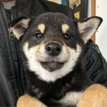 柴犬(標準サイズ)【宮崎県・女の子・2024年10月1日・黒】の写真「かわいらしいの女の子/優良血統」