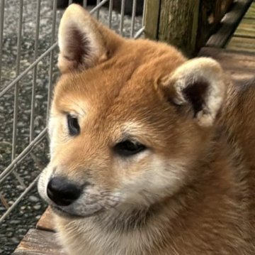 柴犬(標準サイズ)【宮崎県・男の子・2024年8月31日・胡麻】の写真「両親とも優良1席壮犬賞受賞犬（今春）」