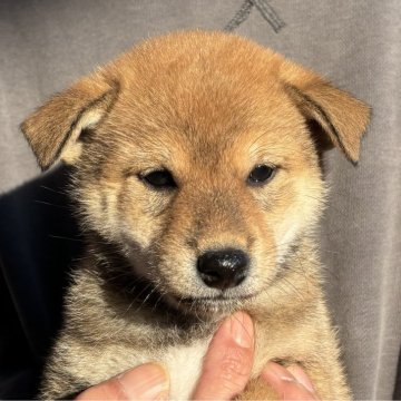 柴犬(標準サイズ)【宮崎県・女の子・2024年10月1日・赤】の写真「愛嬌のある女の子」