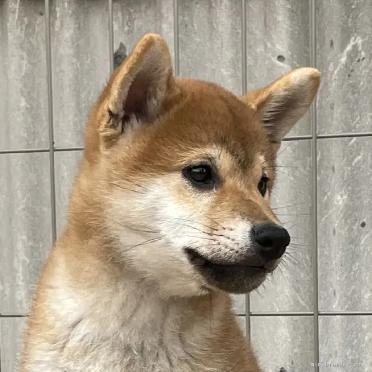 柴犬(標準サイズ)【宮崎県・男の子・2023年3月5日・赤】の写真1「5/24撮影」