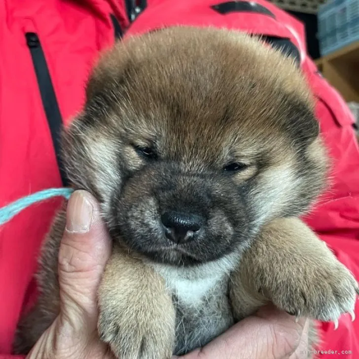 柴犬(標準サイズ)【宮崎県・女の子・2022年12月2日・赤】の写真1