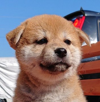 柴犬(標準サイズ)【宮崎県・女の子・2019年6月13日・赤】の写真「優良血統の女の子」