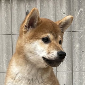 柴犬(標準サイズ)【宮崎県・男の子・2023年3月5日・赤】の写真「人懐っこい男の子」