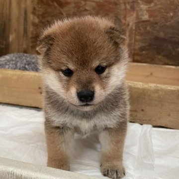 柴犬(標準サイズ)【宮崎県・女の子・2024年2月29日・赤】の写真「かわいらしい女の子」