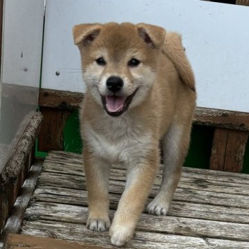 柴犬(標準サイズ)【宮崎県・女の子・2024年7月5日・赤】の写真「将来性抜群の女の子」