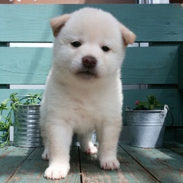 柴犬(標準サイズ)【宮崎県・女の子・2014年5月27日・白】の写真「美しい被毛と美形の顔立ちの女の子」