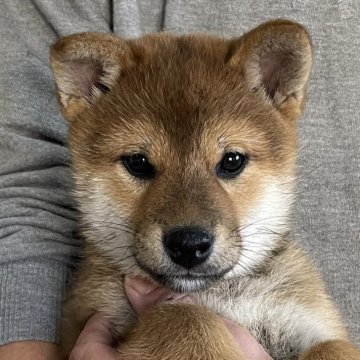 柴犬(標準サイズ)【宮崎県・女の子・2023年12月15日・胡麻】の写真「超希少の胡麻ちゃん」