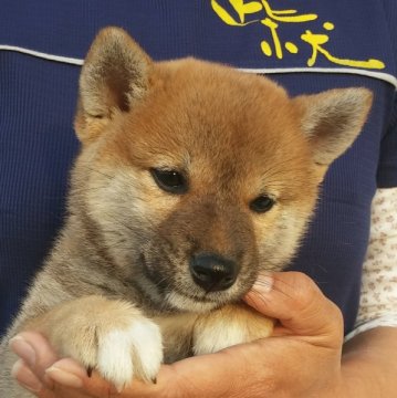 柴犬(標準サイズ)【宮崎県・女の子・2015年9月7日・赤】の写真「かわいいお目めの女の子」