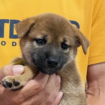 柴犬(標準サイズ)【宮崎県・女の子・2023年6月18日・赤】の写真「愛嬌たっぷりの女の子」