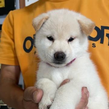 柴犬(標準サイズ)【宮崎県・女の子・2022年7月31日・白】の写真「元気で明るい女の子」