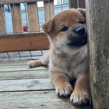 柴犬(標準サイズ)【宮崎県・男の子・2024年8月24日・赤】の写真「凛々しい男の子」