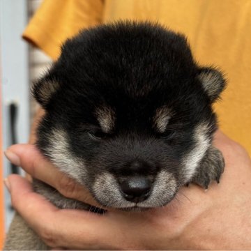 柴犬(標準サイズ)【宮崎県・男の子・2024年8月28日・黒】の写真「凛々しい顔立ちの男の子」