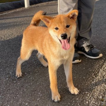 柴犬(標準サイズ)【宮崎県・男の子・2023年6月18日・赤】の写真「穏やかでみんなと仲良くできます。月内限定の特価です」