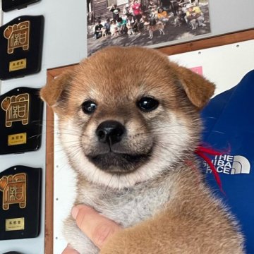 柴犬(標準サイズ)【宮崎県・女の子・2023年6月18日・赤】の写真「美形の女の子」