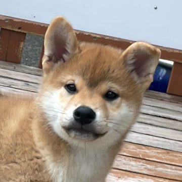 柴犬(標準サイズ)【宮崎県・男の子・2023年3月5日・赤】の写真「凛々しい男の子」