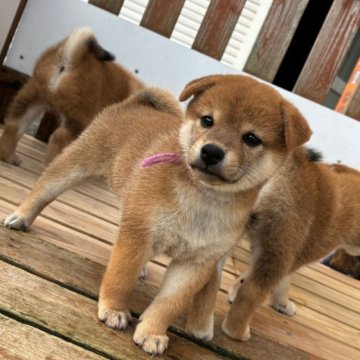 柴犬(標準サイズ)【宮崎県・女の子・2024年8月28日・赤】の写真「美形な女の子」