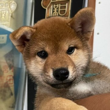 柴犬(標準サイズ)【宮崎県・男の子・2023年6月18日・赤】の写真「男の子らしい顔立ち（ブルー）」