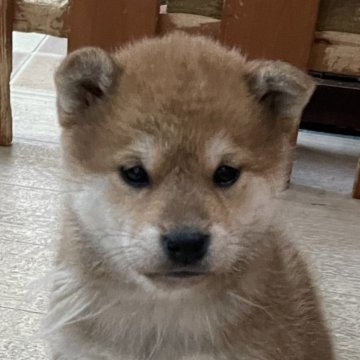 柴犬(標準サイズ)【宮崎県・女の子・2023年12月15日・赤】の写真「美形の女の子」