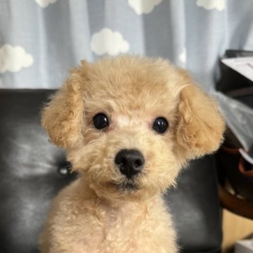 タイニープードル【埼玉県・男の子・2024年7月20日・クリーム】の写真「かなり小ぶりな男の子🐶」